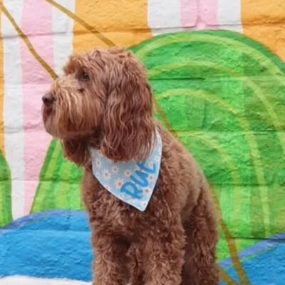 an adorable brown shaggy dog with a "ruf" handkerchief bandana is a very good dog, standing in front of a colorful mural