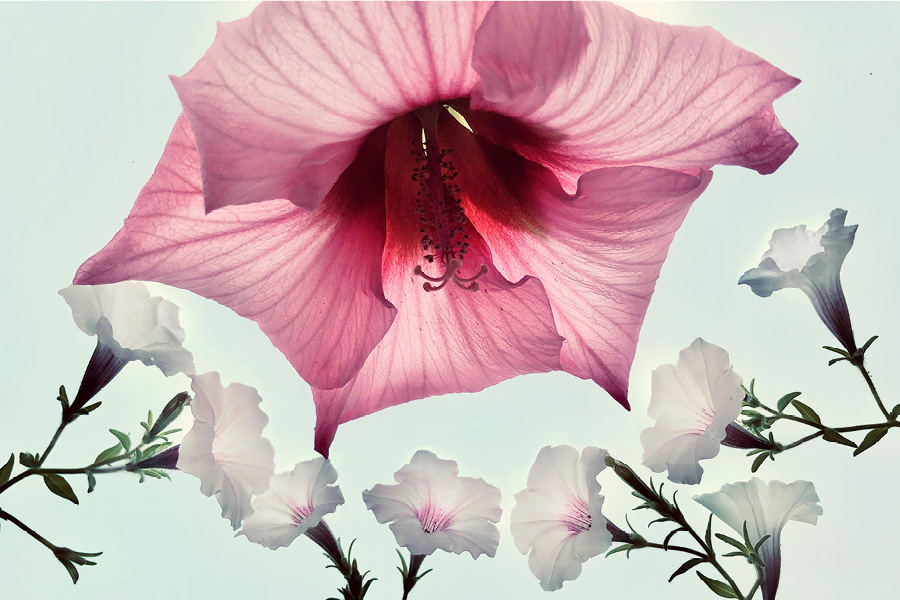 Maz Ghani, "Angelica," 2021, photograph. A bright pink flower hangs down from the top of frame, almost like an umbrella over 8 small white blossoms over a teal background.