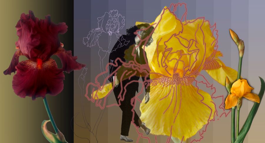 Digital composite of a dancer surrounded by layered images of pink and yellow iris flowers.