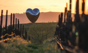 A photograph showing a shiny metal heart sculpture nestled in a vineyard, the sunset glowing beyond