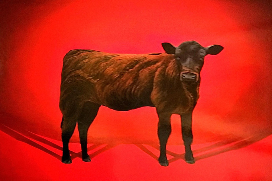 A painting prominently featuring an adorable brown cow on a bright red background. From the Museum's Permanent Collection. Click here for more images of the PC. Artwork by Nancy Kolliner.