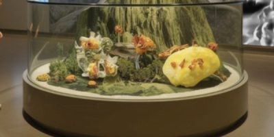Art by Marcie Begleiter Photo of an installation similar to a terrarium